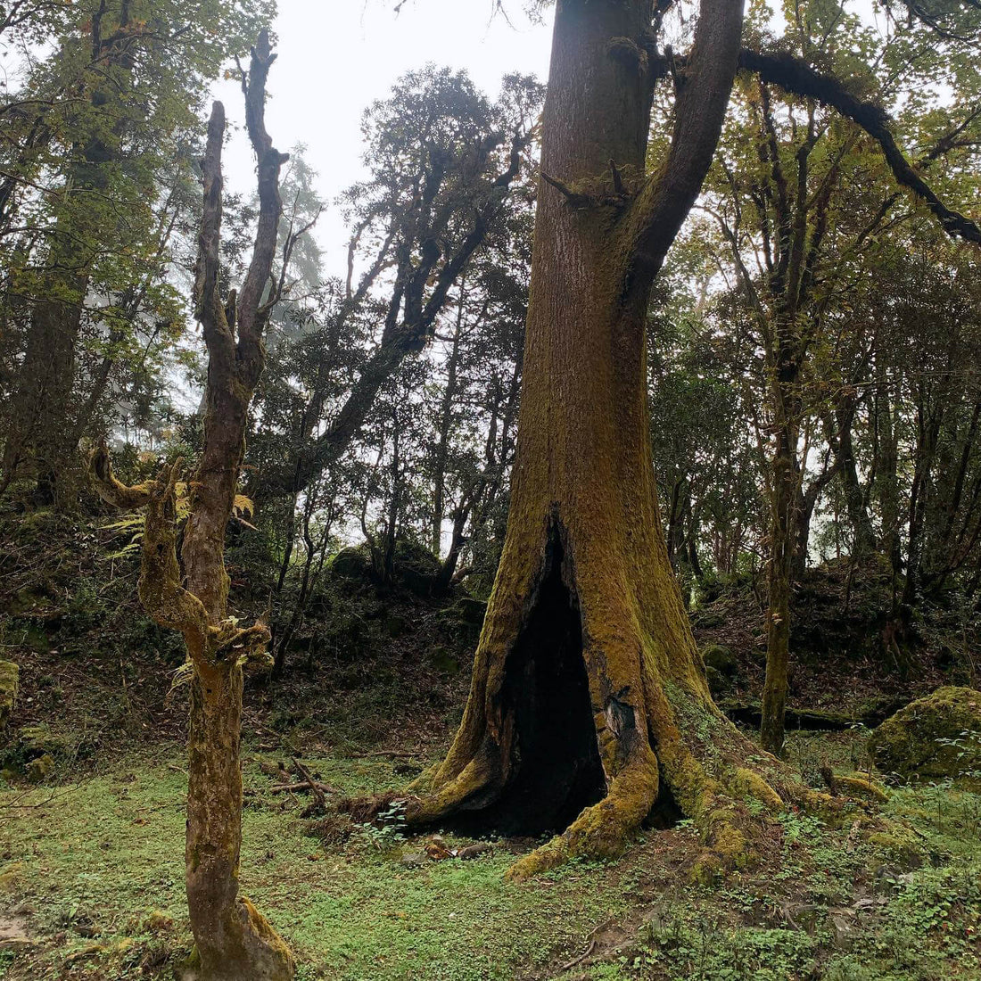 Forest In Front Of The Pass, October 8